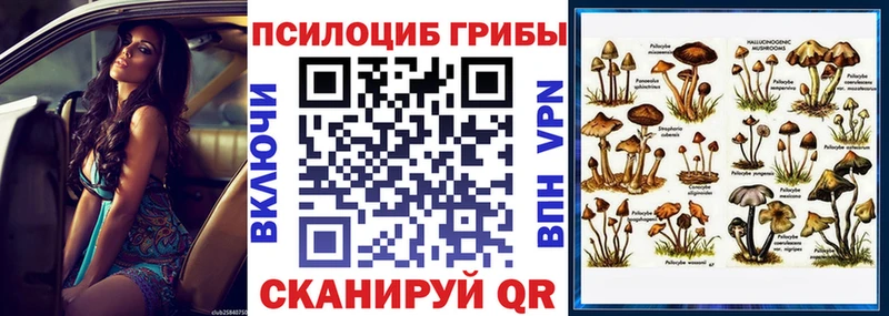 omg tor  Сясьстрой  Псилоцибиновые грибы Psilocybine cubensis 